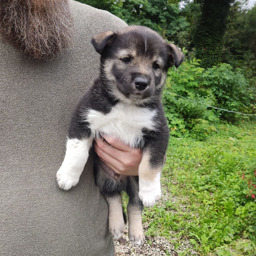 Patanaulan - Chiot disponible  - Berger finnois de Laponie