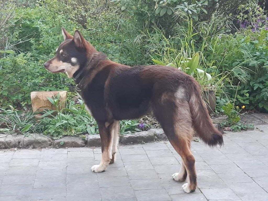 Patanaulan Timo tulisielu