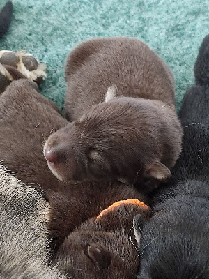 CHIOT 1