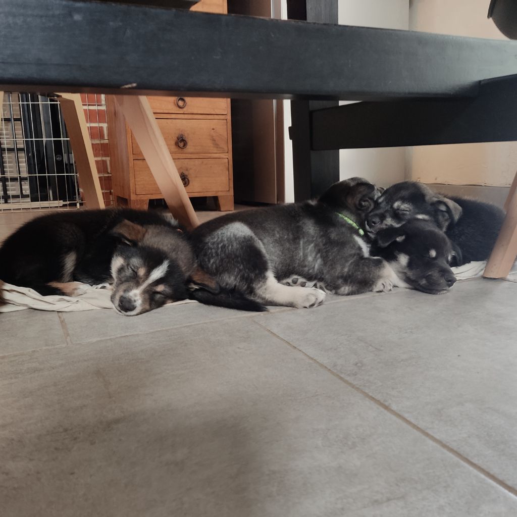 Chiot Berger finnois de Laponie Patanaulan